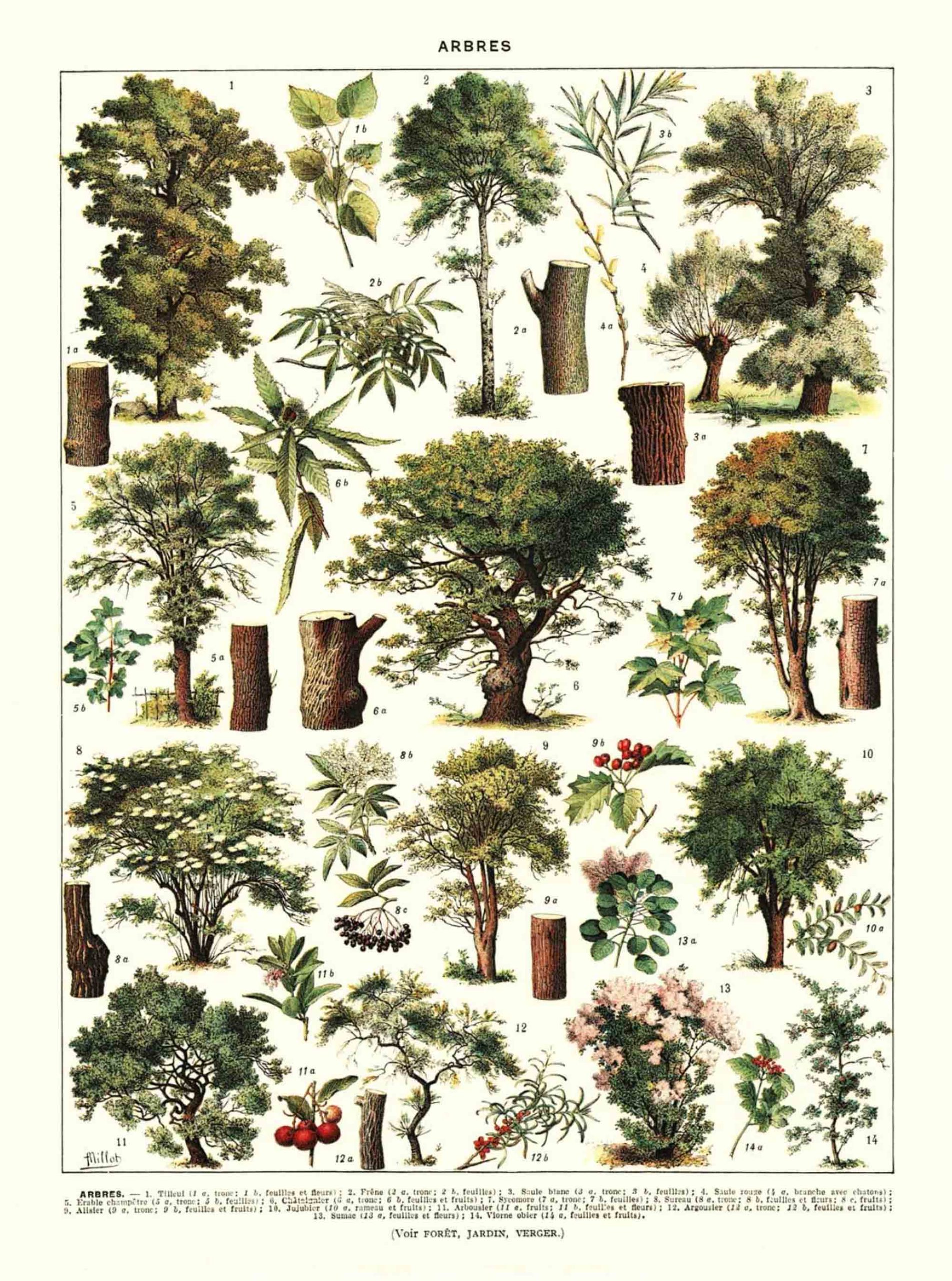 POSTER VINTAGE ARBRES – Image 2