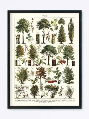 POSTER VINTAGE ARBRES