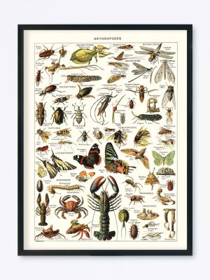 POSTER VINTAGE ARTHROPODES