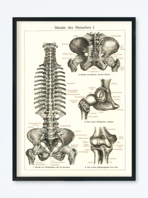 POSTER VINTAGE ANATOMIE