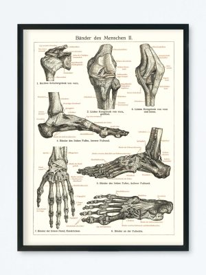 POSTER VINTAGE ANATOMIE