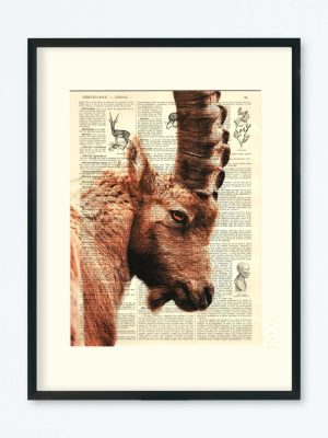 AFFICHE VINTAGE BOUQUETIN – COLLECTION CAMILLE DARBELLAY