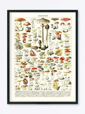 POSTER VINTAGE CHAMPIGNONS