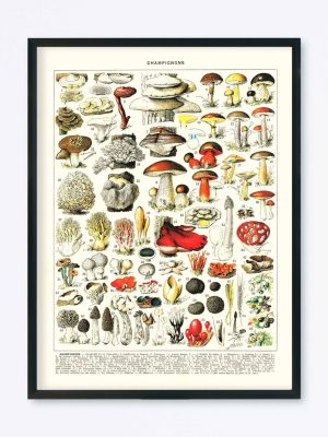 POSTER VINTAGE CHAMPIGNONS