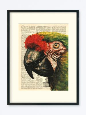AFFICHE VINTAGE PERROQUET