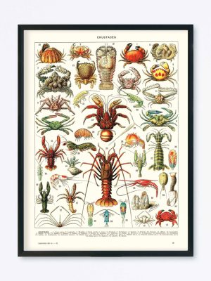 POSTER VINTAGE CRUSTACÉS