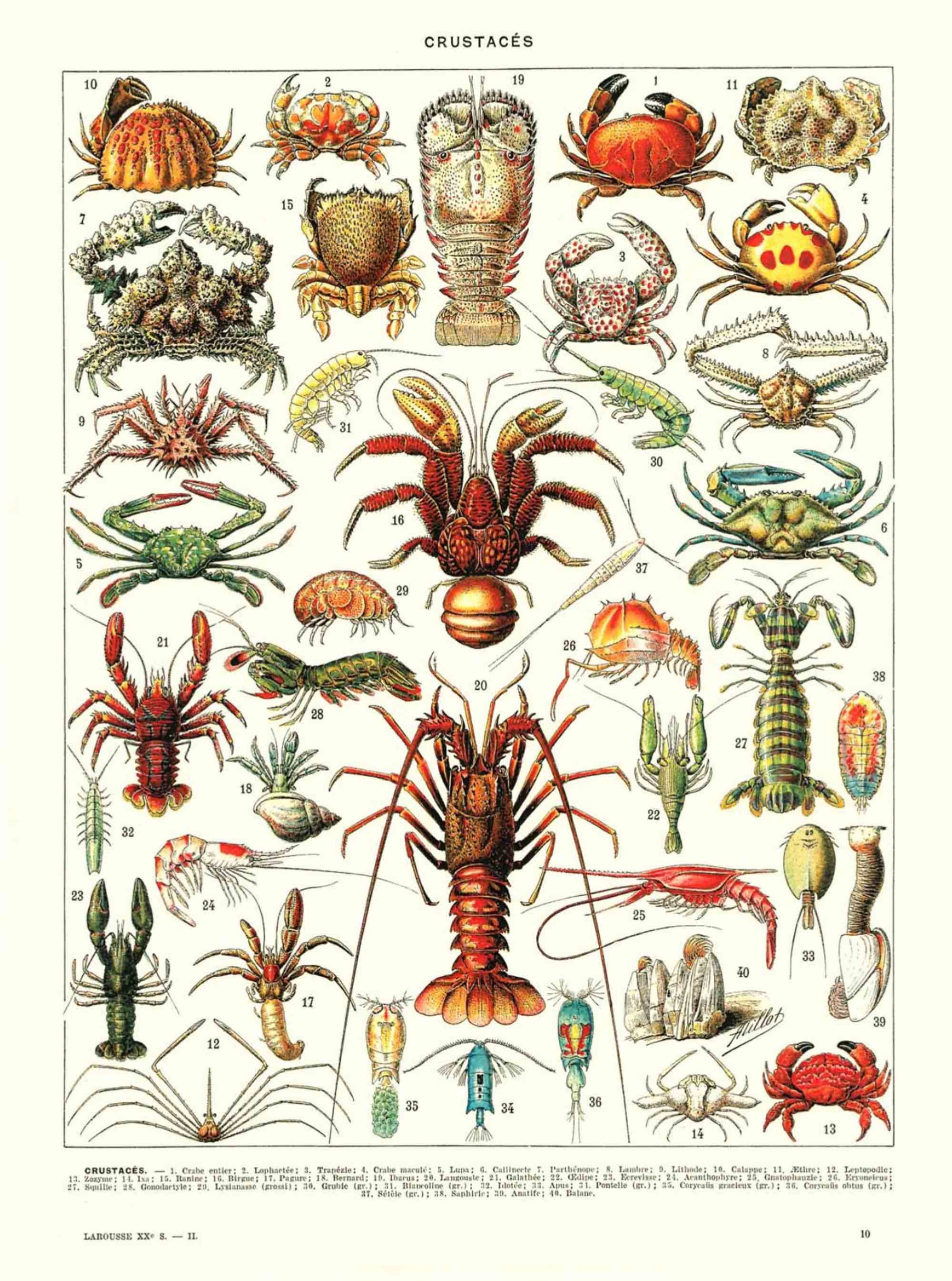POSTER VINTAGE CRUSTACÉS – Image 2