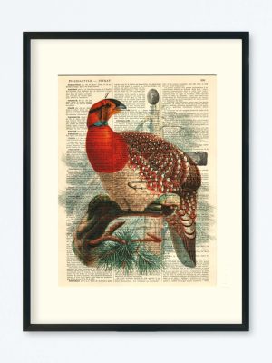 AFFICHE VINTAGE TRAGOPAN DE BLYTH