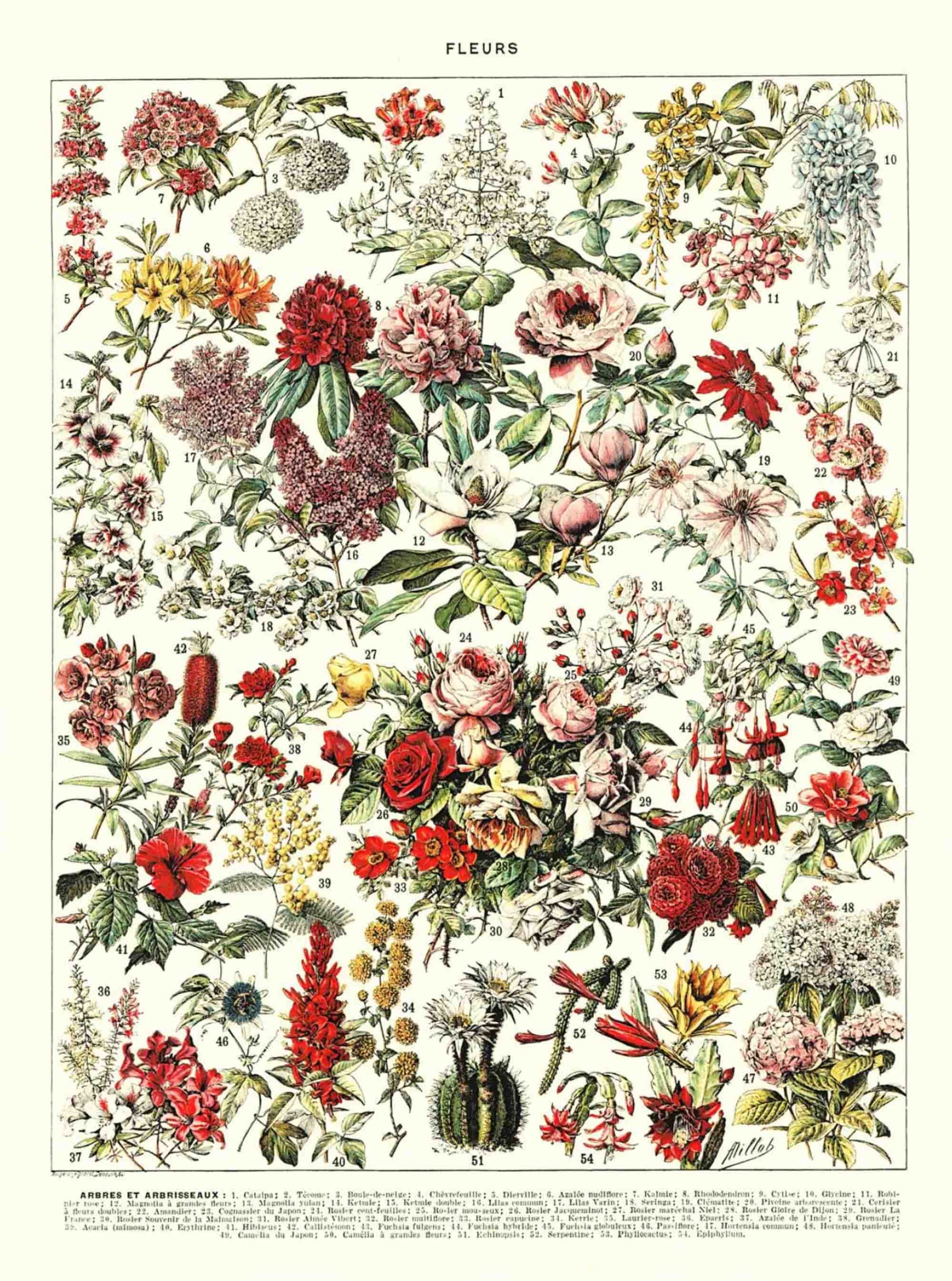 POSTER VINTAGE FLEURS – Image 2