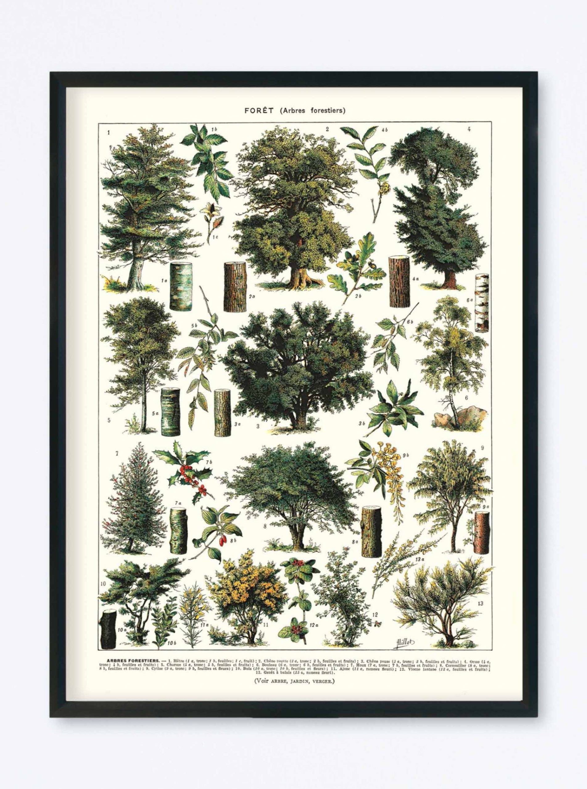 POSTER VINTAGE FORÊT