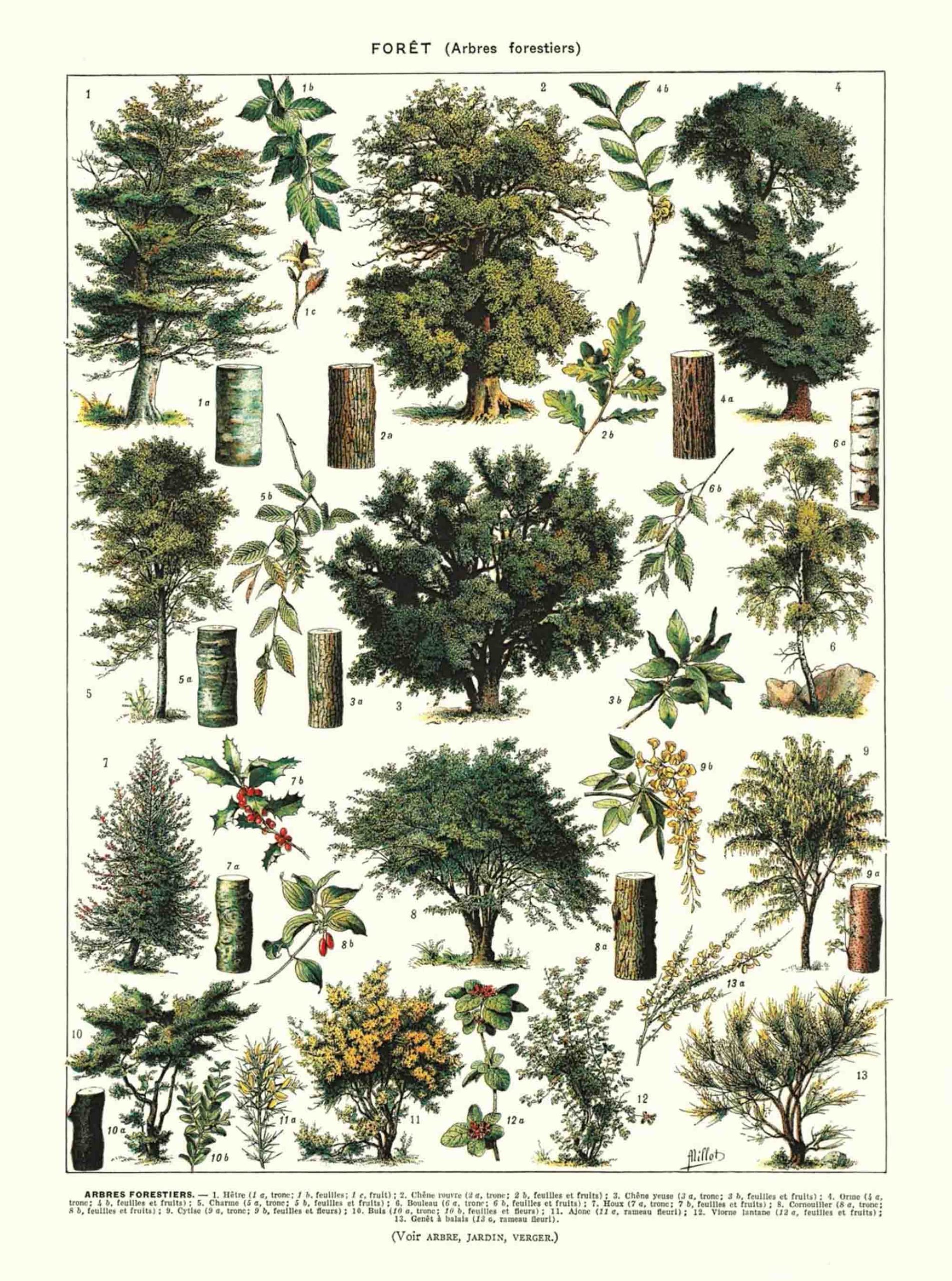 POSTER VINTAGE FORÊT – Image 2