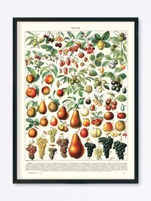 POSTER VINTAGE FRUITS