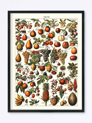 POSTER VINTAGE FRUITS