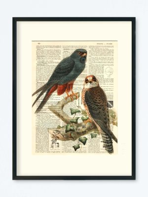 AFFICHE VINTAGE ÉPERVIER