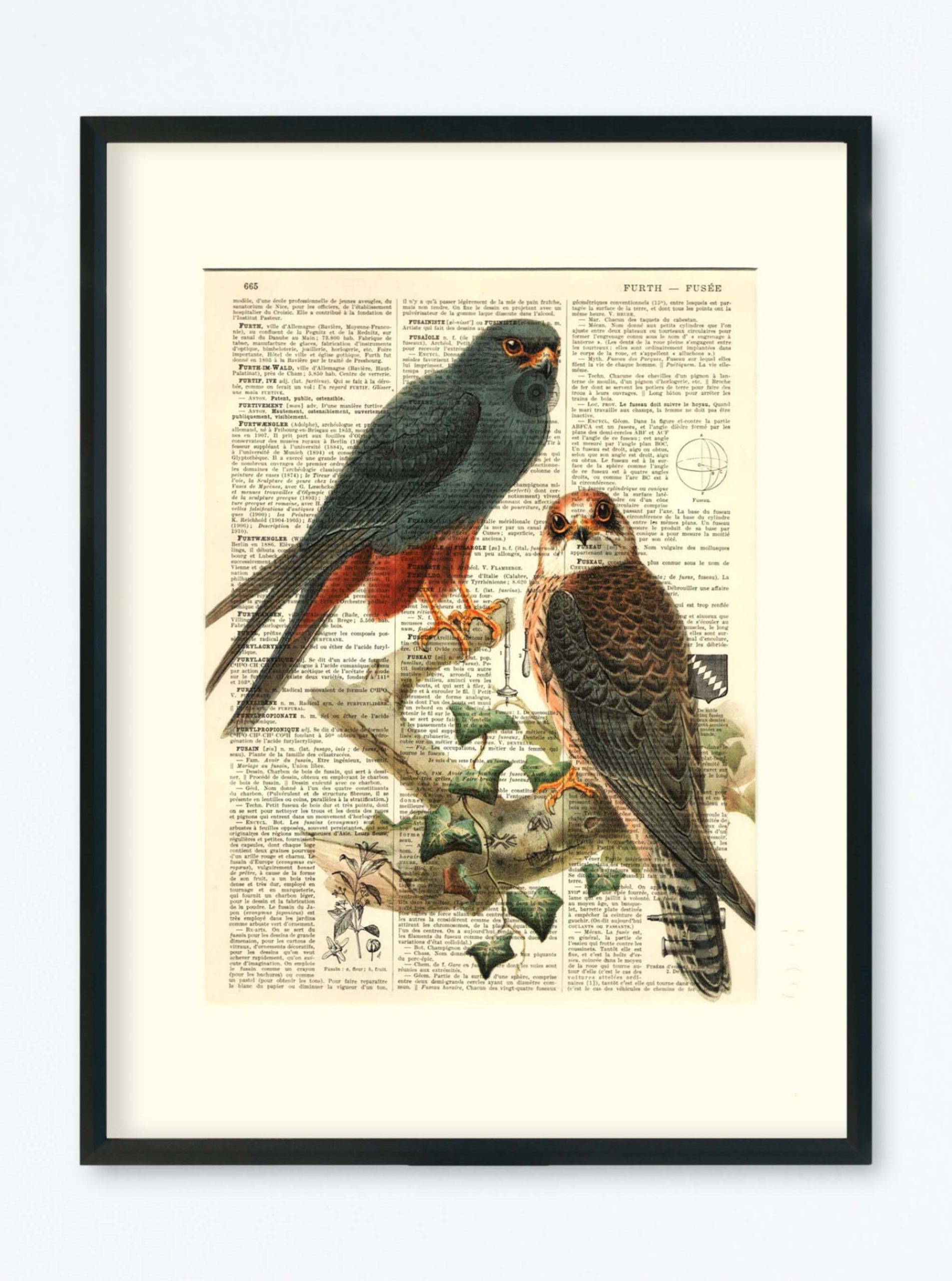 AFFICHE VINTAGE ÉPERVIER