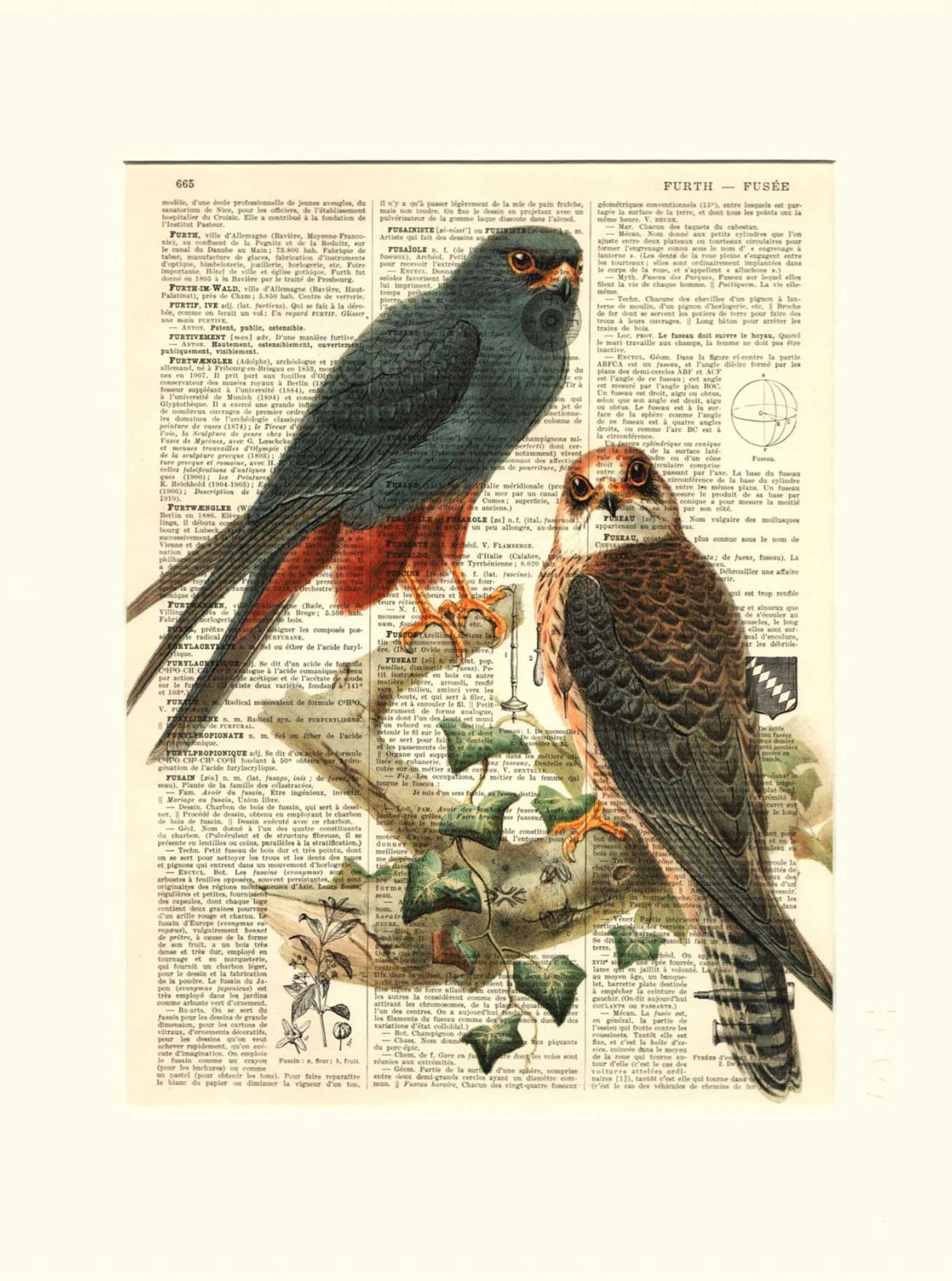 AFFICHE VINTAGE ÉPERVIER – Image 3