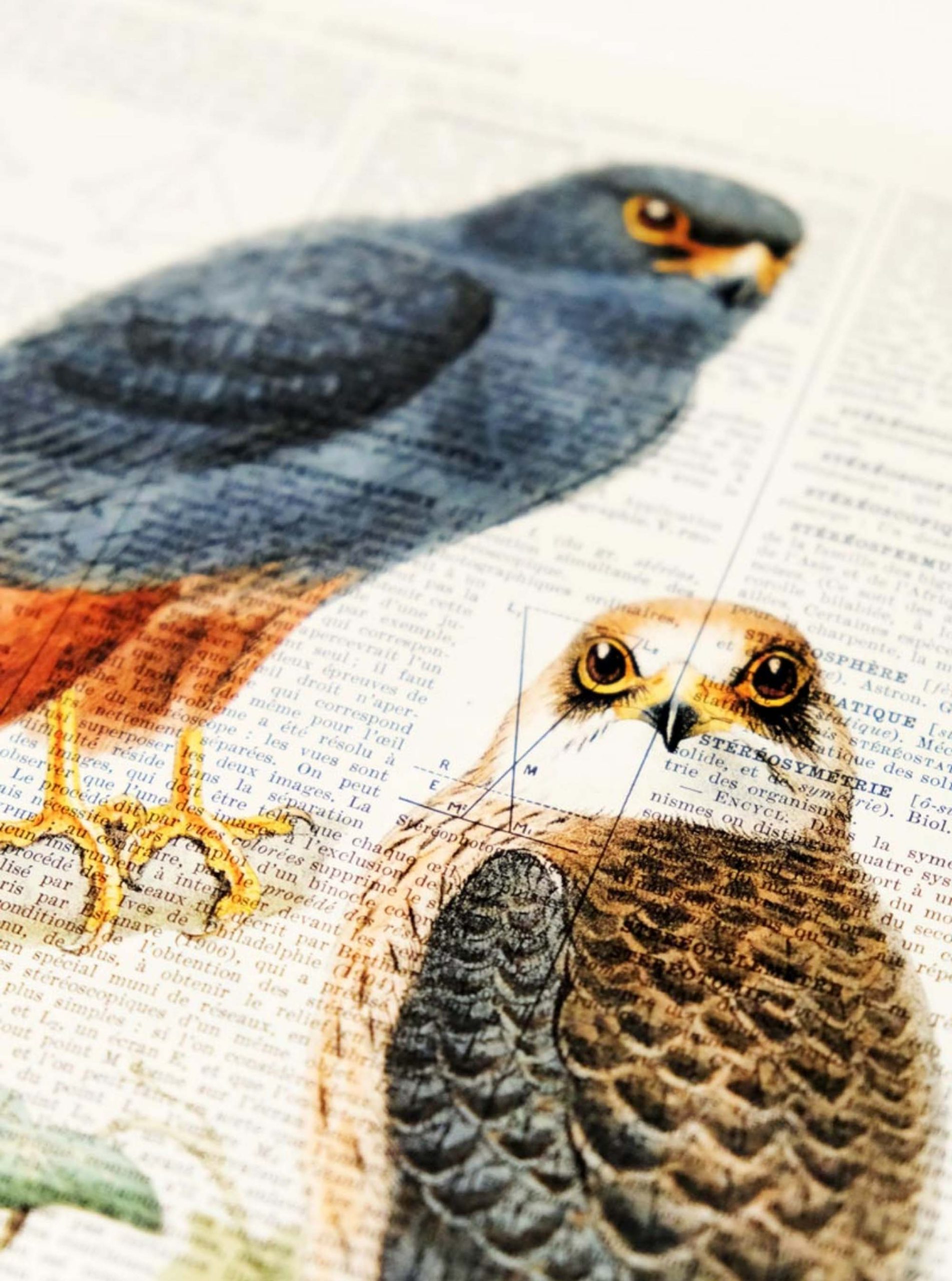 AFFICHE VINTAGE ÉPERVIER – Image 6