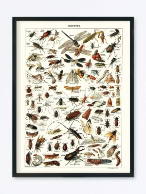 POSTER VINTAGE INSECTES