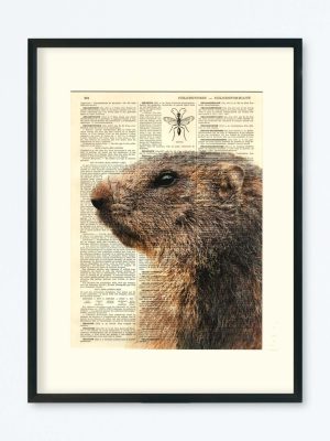 AFFICHE VINTAGE MARMOTTE – COLLECTION CAMILLE DARBELLAY
