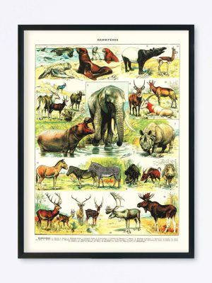 POSTER VINTAGE MAMMIFÈRES