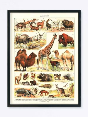 POSTER VINTAGE MAMMIFÈRES