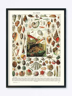 POSTER VINTAGE MOLLUSQUES