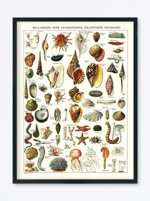 POSTER VINTAGE MOLLUSQUES