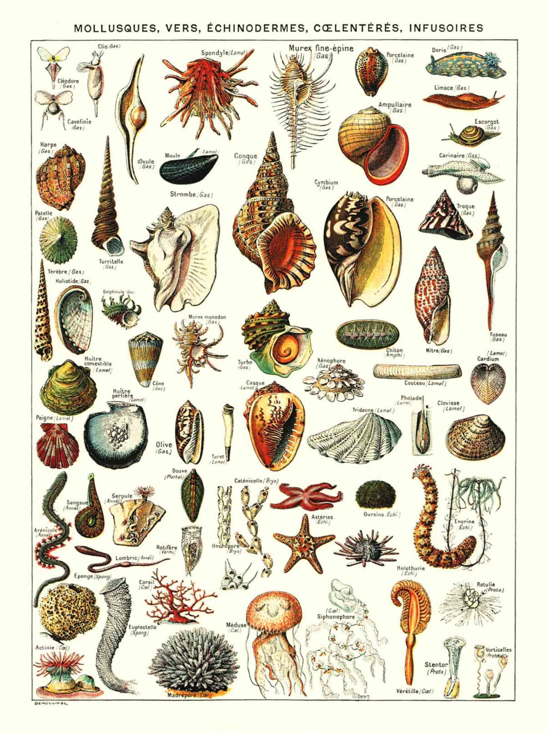 POSTER VINTAGE MOLLUSQUES – Image 2