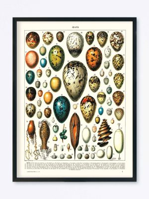POSTER VINTAGE OEUFS