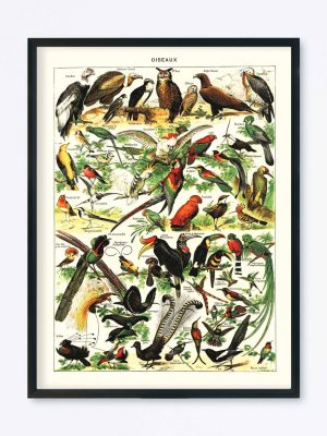 POSTER VINTAGE OISEAUX