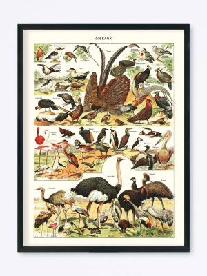 POSTER VINTAGE OISEAUX