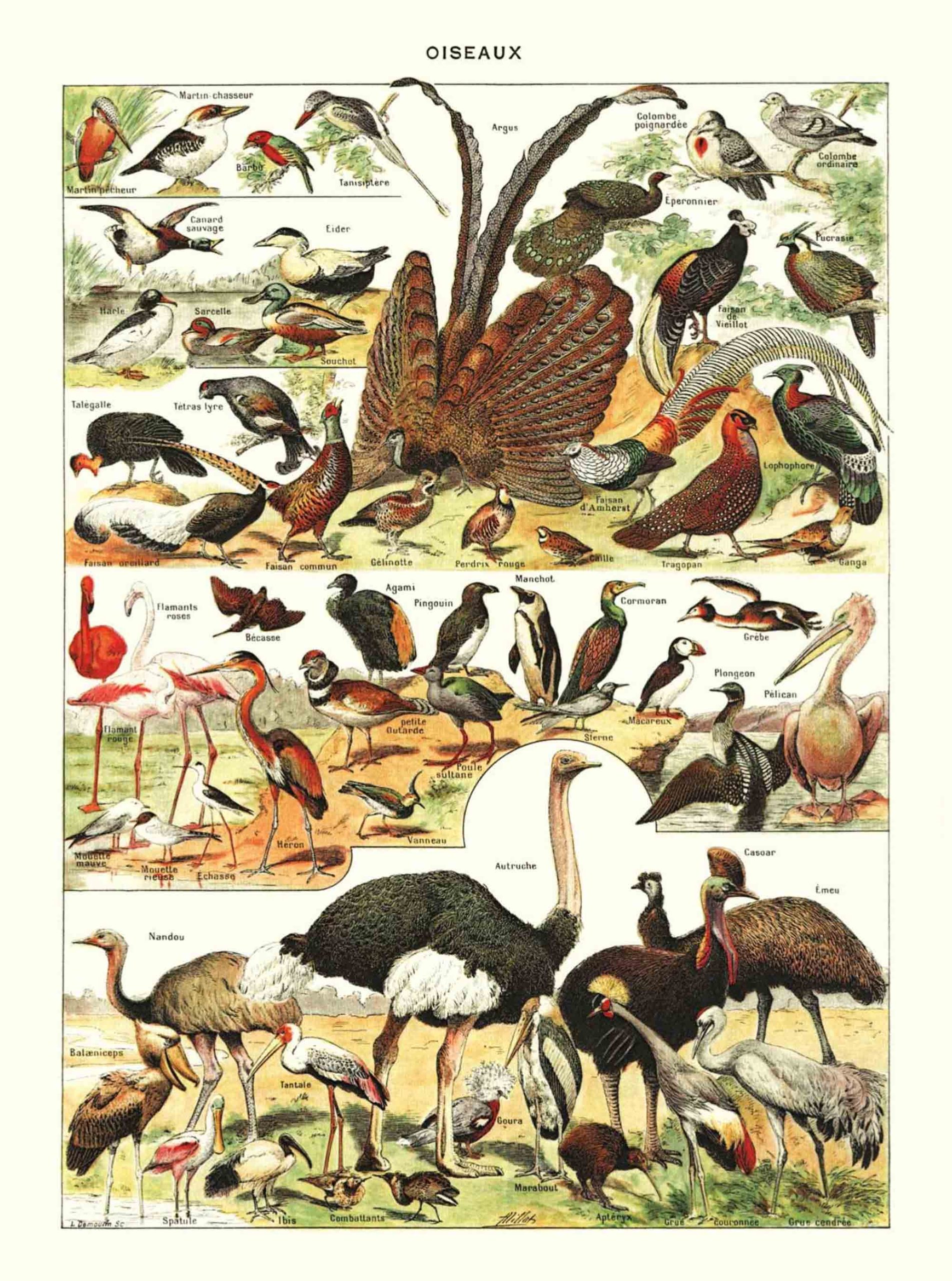 POSTER VINTAGE OISEAUX – Image 2