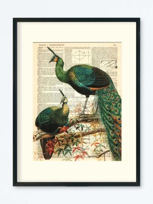 AFFICHE VINTAGE PAON