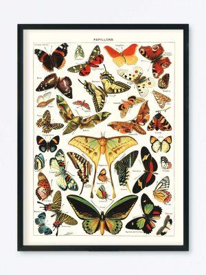 POSTER VINTAGE PAPILLONS
