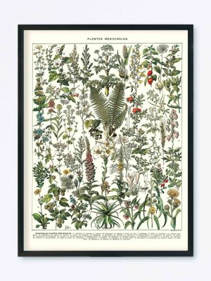 POSTER VINTAGE PLANTES MÉDICINALES