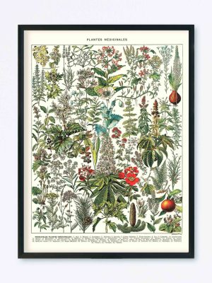 POSTER VINTAGE PLANTES MÉDICINALES