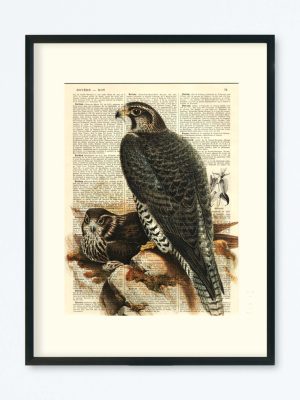 AFFICHE VINTAGE FAUCON