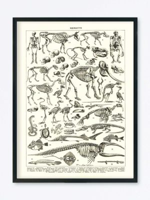 POSTER VINTAGE ANATOMIE