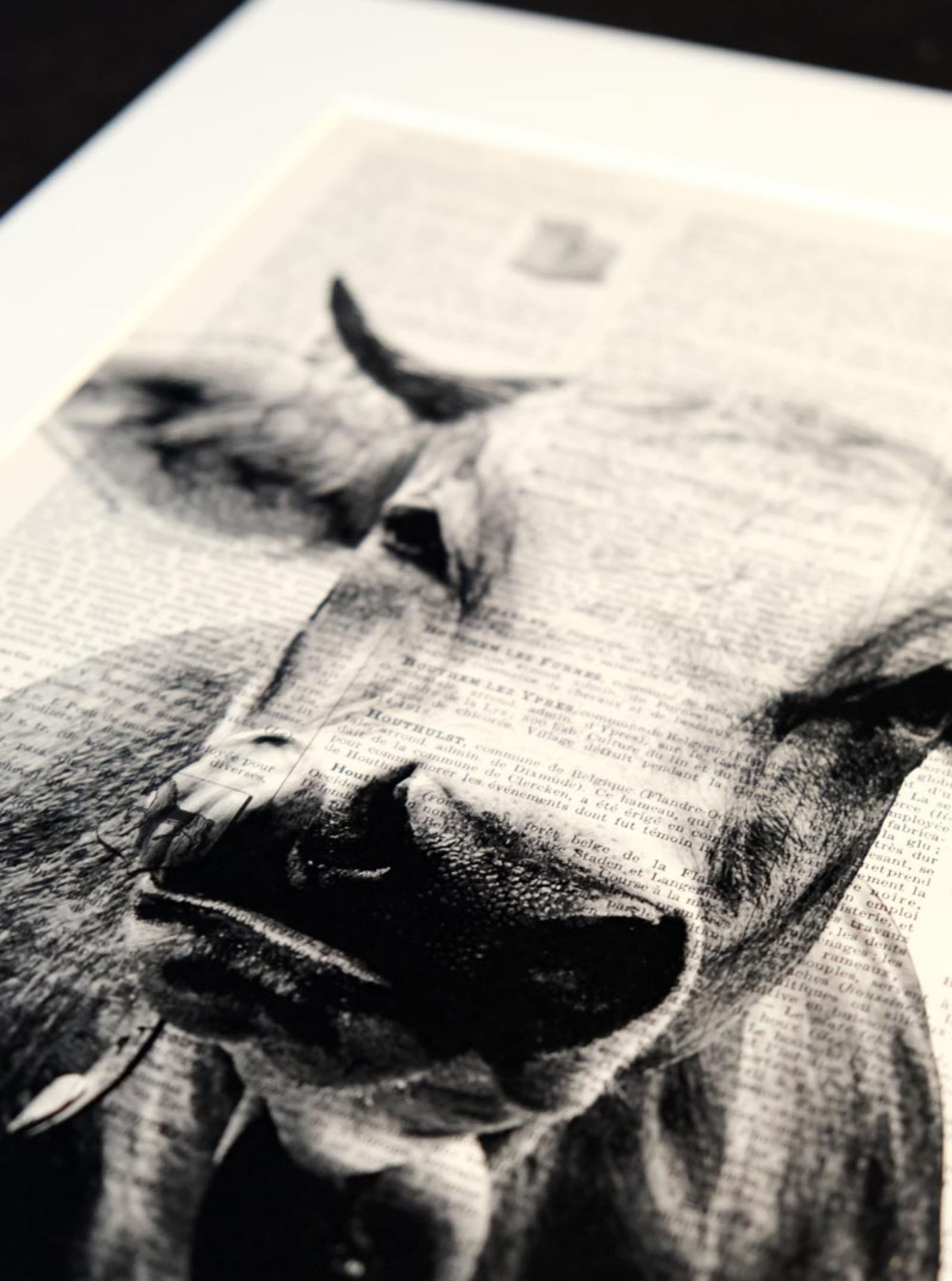 AFFICHE VINTAGE VACHE – Image 6