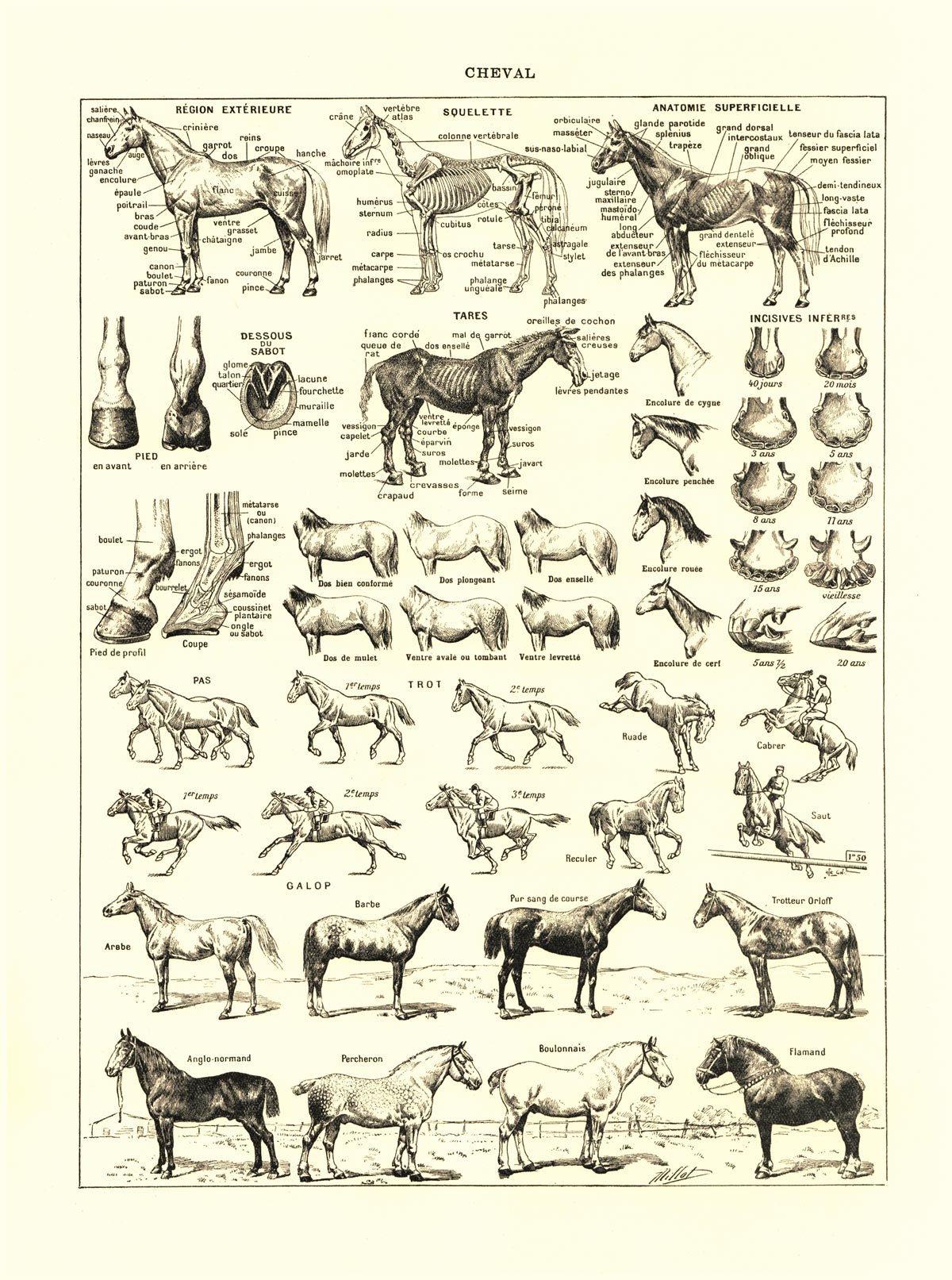 POSTER VINTAGE CHEVAL – Image 2