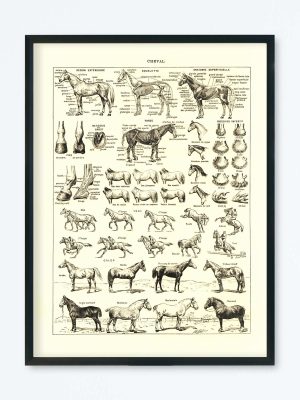 POSTER VINTAGE CHEVAL