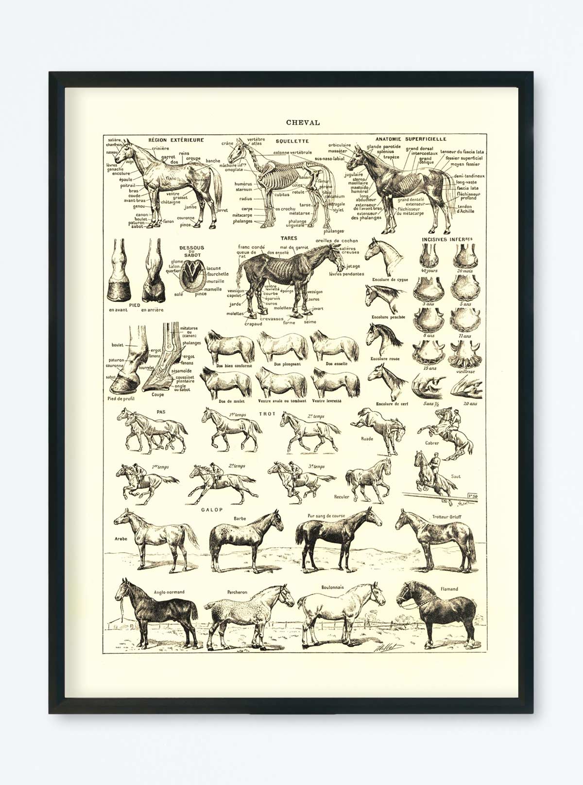 POSTER VINTAGE CHEVAL