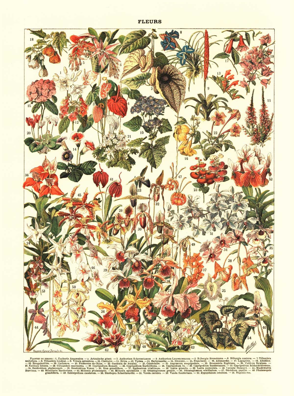 POSTER VINTAGE FLEURS – Image 2