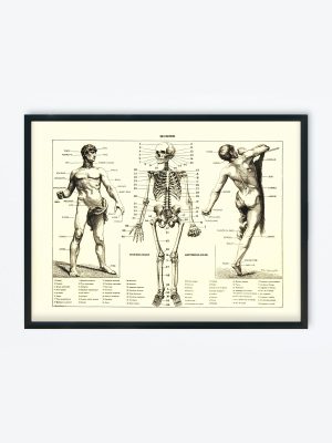 POSTER VINTAGE ANATOMIE HOMME