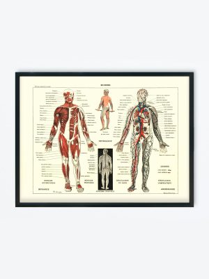 POSTER VINTAGE ANATOMIE HOMME