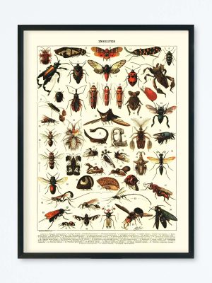 POSTER VINTAGE INSECTES