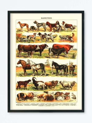 POSTER VINTAGE MAMMIFÈRES
