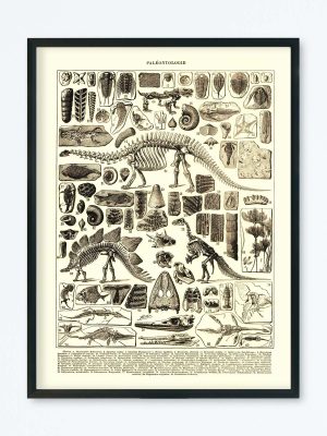 POSTER VINTAGE PALÉONTOLOGIE