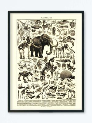 POSTER VINTAGE PALÉONTOLOGIE