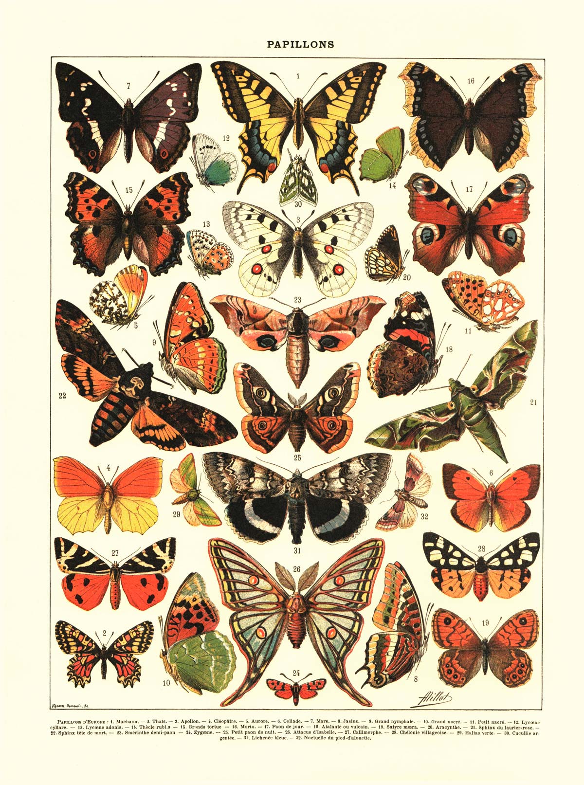 POSTER VINTAGE PAPILLONS – Image 2